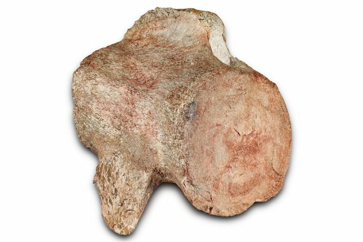 Fossil Plesiosaur (Thililua?) Cervical Vertebra - Asfla, Morocco #354415